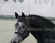 Berlin dei Folletti TosTour2013- S4 6290 : Arezzo, Arezzo Equestrian Centre, Berlin dei Folletti, Cavalli d'Italia, Toscana Tour 2013, foto di Stefano Secchi ©